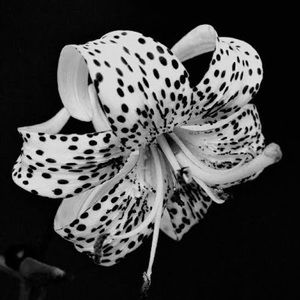 Meet your Posher, Darbi